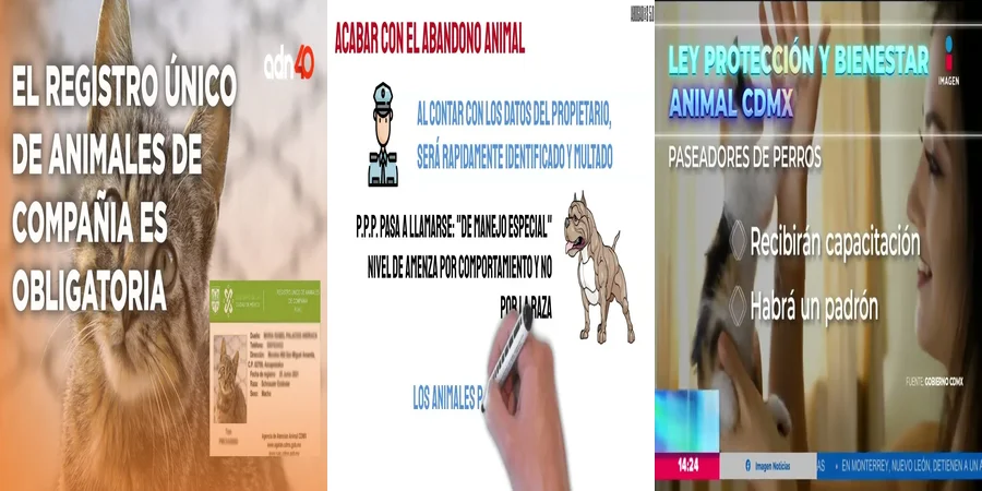 "¿Qué Cambios Traerá la Nueva Ley de Protección Animal en México?"