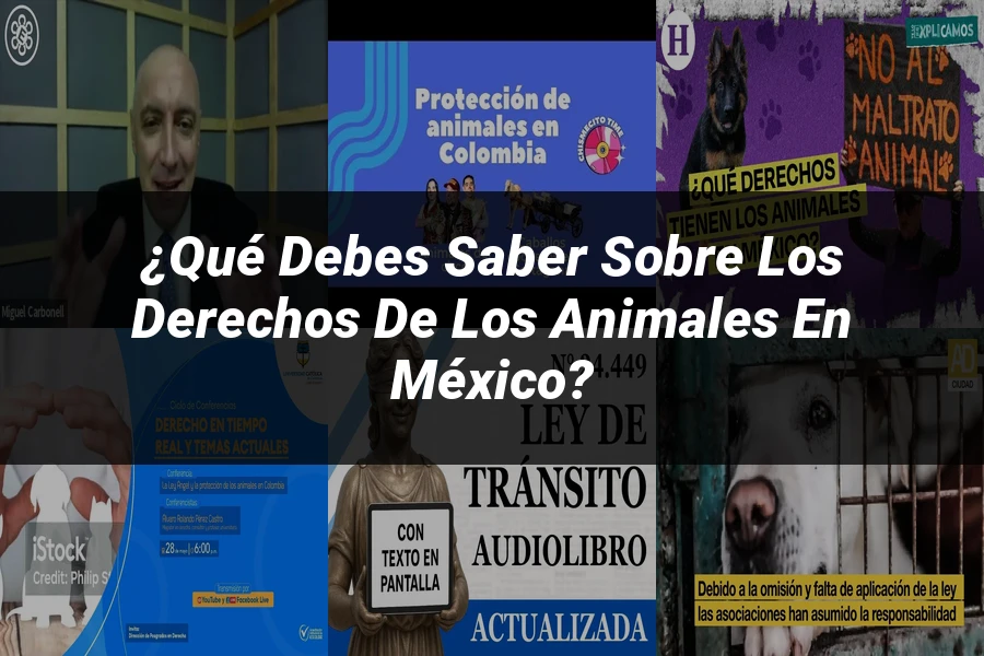 "¿Qué Debes Saber Sobre los Derechos de los Animales en México?"