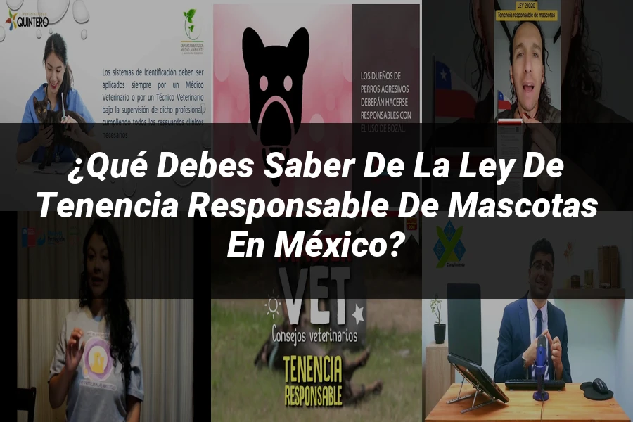 "¿Qué Debes Saber de la Ley de Tenencia Responsable de Mascotas en México?"