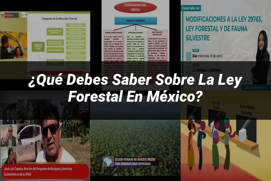 "¿Qué Debes Saber sobre la Ley Forestal en México?"