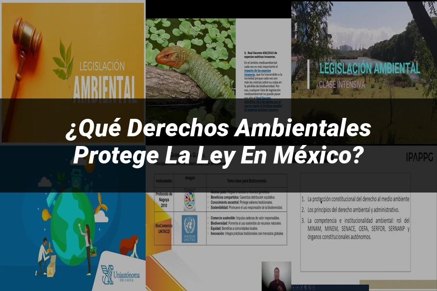 "¿Qué Derechos Ambientales Protege la Ley en México?"