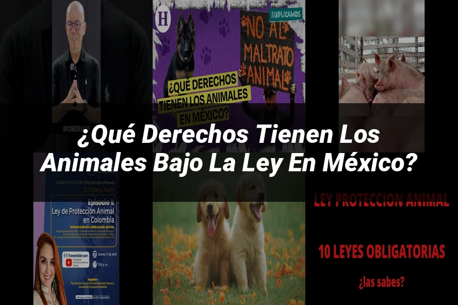 "¿Qué Derechos Tienen los Animales Bajo la Ley en México?"