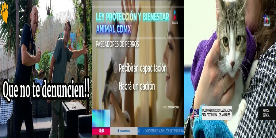 "¿Qué Derechos Tienen los Animales Bajo la Ley en México?"