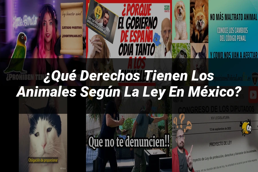 "¿Qué Derechos Tienen los Animales según la Ley en México?"
