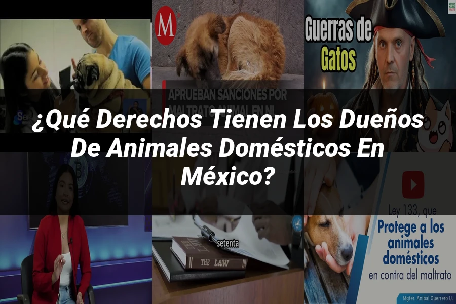 "¿Qué Derechos Tienen los Dueños de Animales Domésticos en México?"
