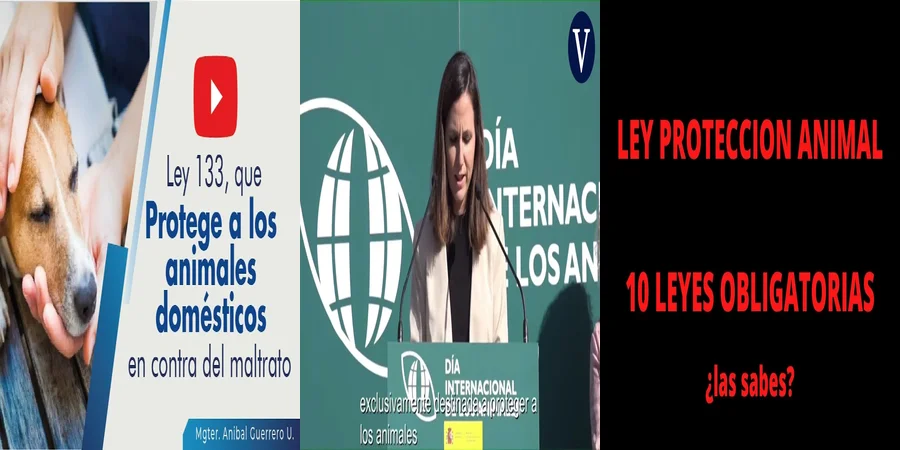 "¿Qué Derechos Tienen los Dueños de Animales Domésticos en México?"