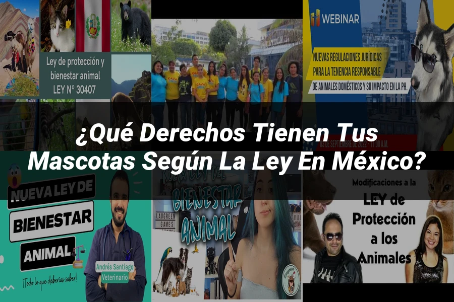 "¿Qué Derechos Tienen tus Mascotas Según la Ley en México?"