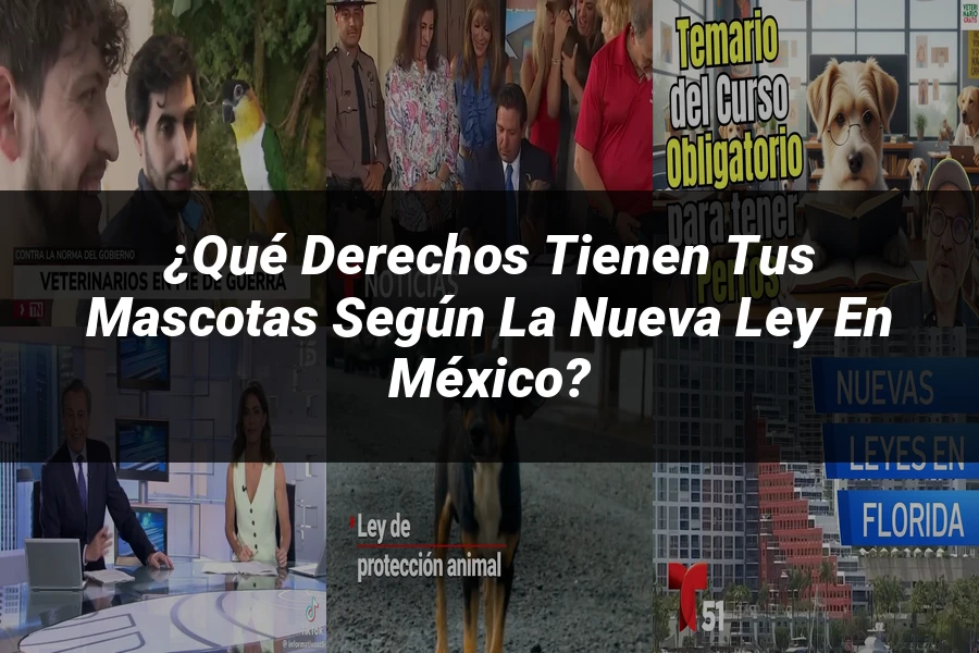 "¿Qué Derechos Tienen tus Mascotas Según la Nueva Ley en México?"