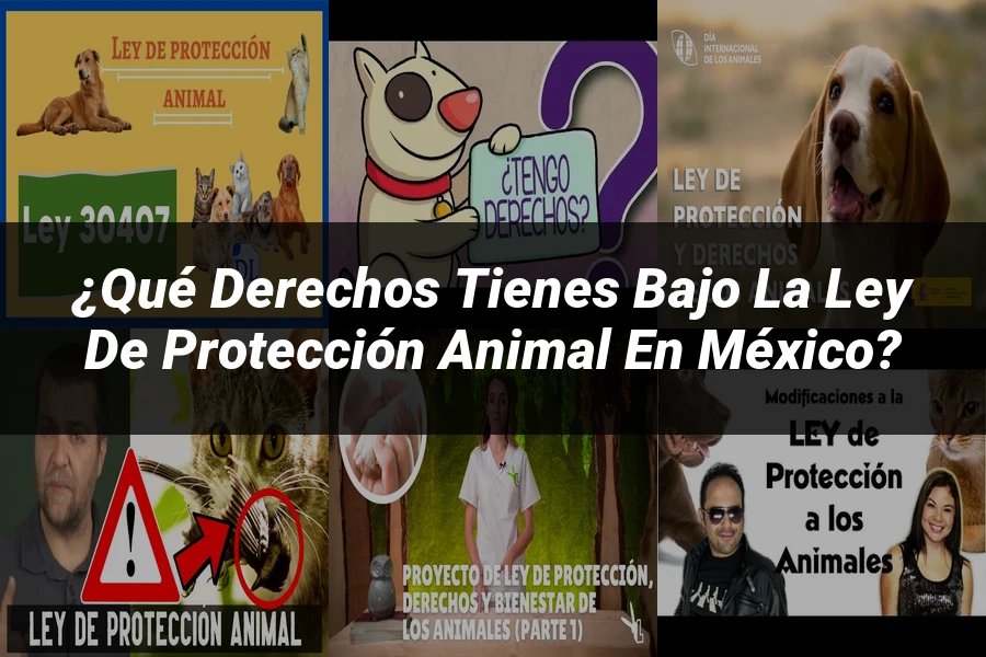 "¿Qué Derechos Tienes Bajo la Ley de Protección Animal en México?"