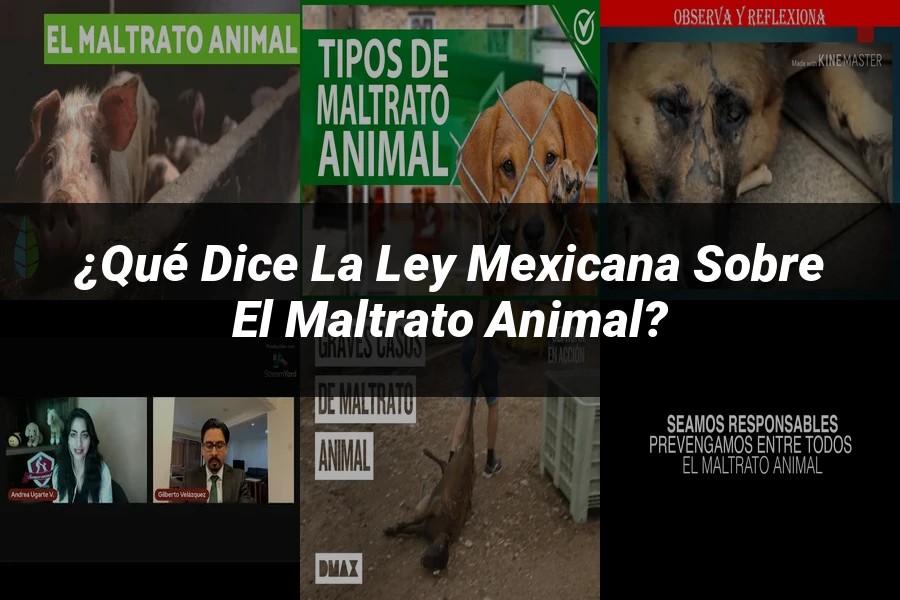 "¿Qué Dice la Ley Mexicana Sobre el Maltrato Animal?"