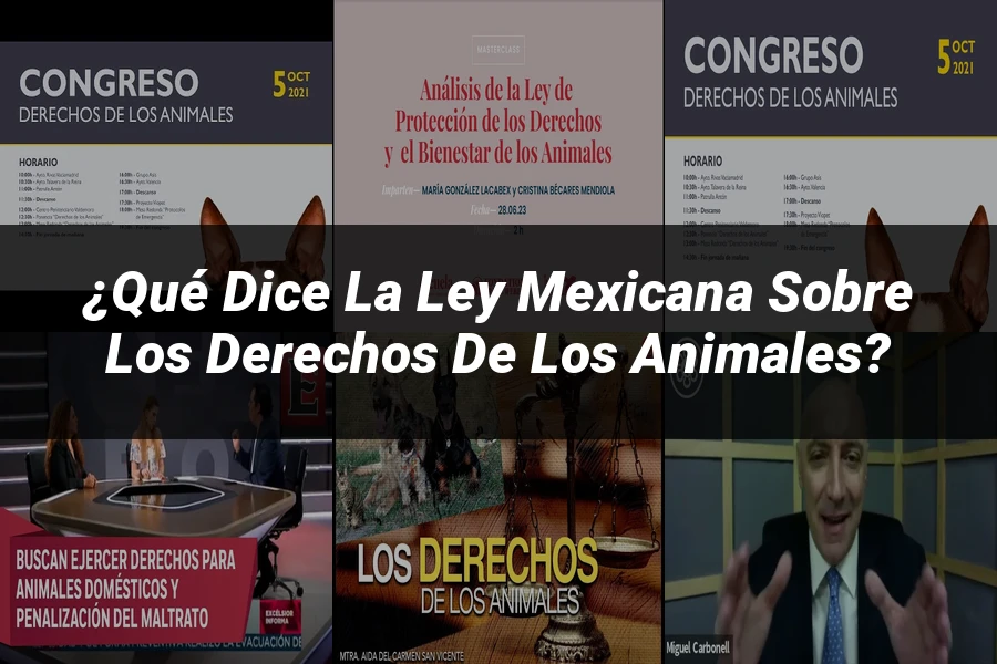 "¿Qué Dice la Ley Mexicana sobre los Derechos de los Animales?"