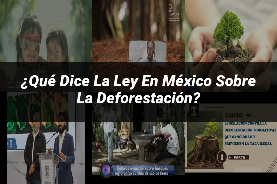 "¿Qué Dice la Ley en México sobre la Deforestación?"