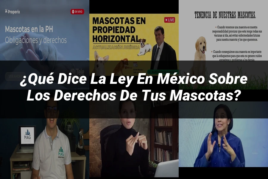 "¿Qué Dice la Ley en México sobre los Derechos de tus Mascotas?"