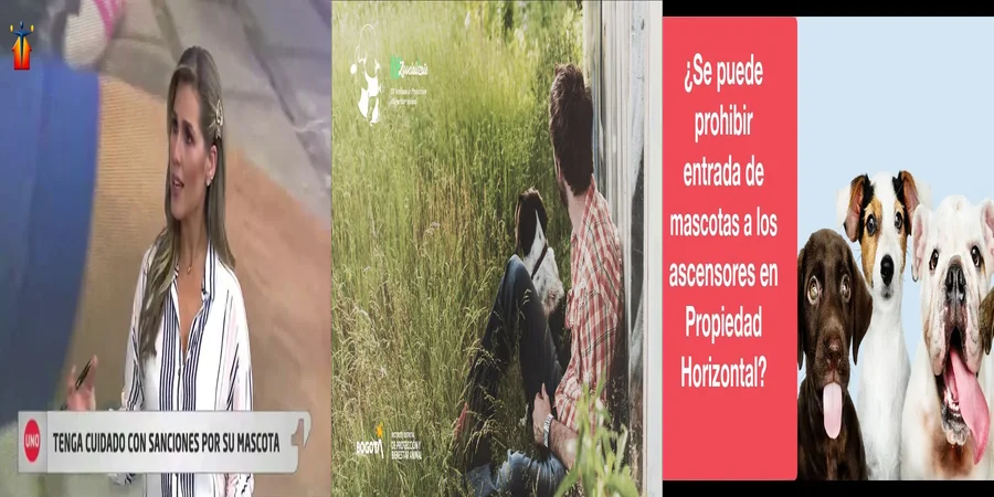 "¿Qué Dice la Ley en México sobre los Derechos de tus Mascotas?"