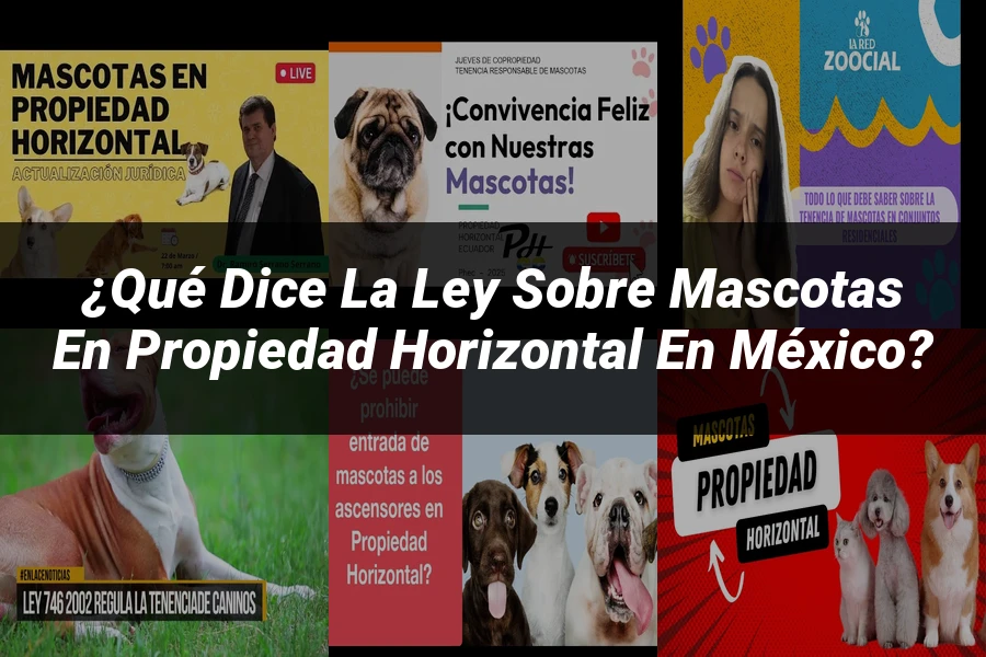 "¿Qué Dice la Ley sobre Mascotas en Propiedad Horizontal en México?"