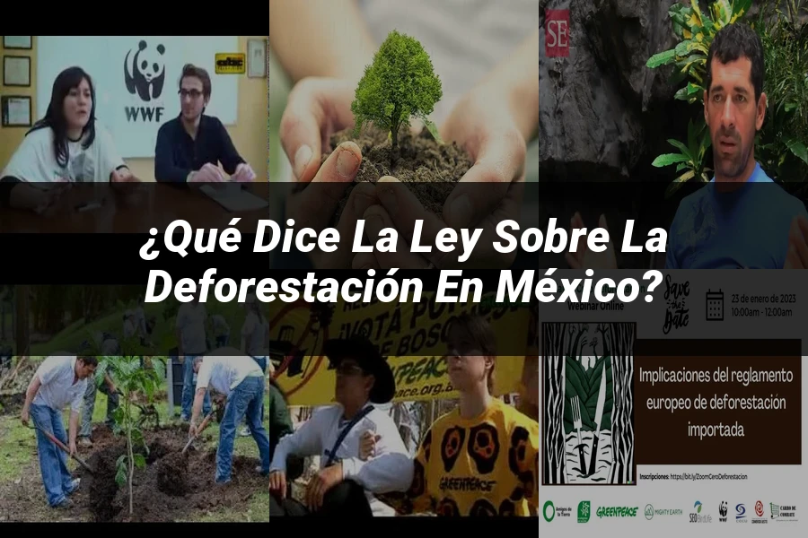 "¿Qué Dice la Ley sobre la Deforestación en México?"