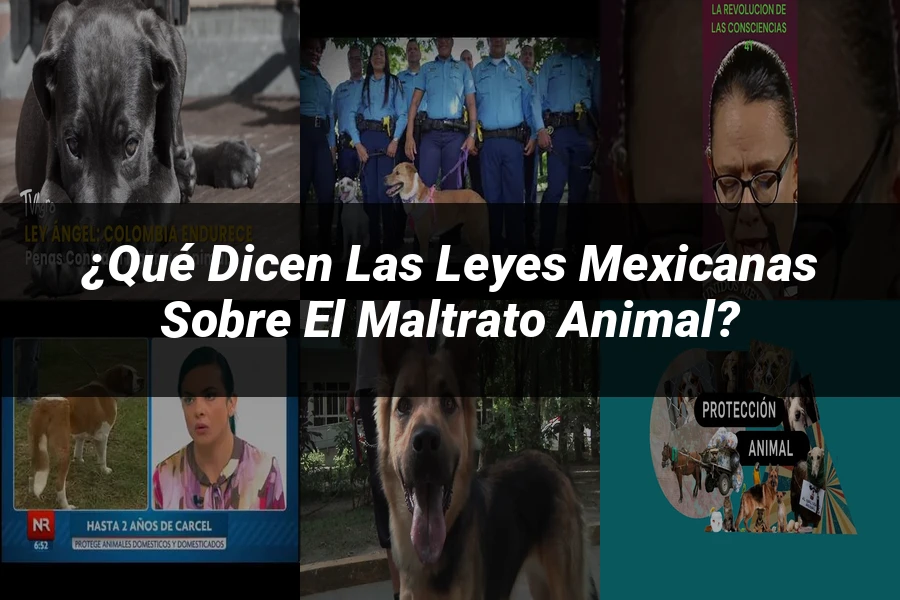 "¿Qué Dicen las Leyes Mexicanas sobre el Maltrato Animal?"