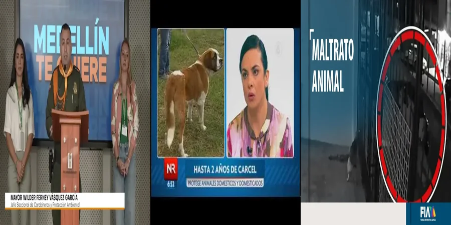 "¿Qué Dicen las Leyes Mexicanas sobre el Maltrato Animal?"