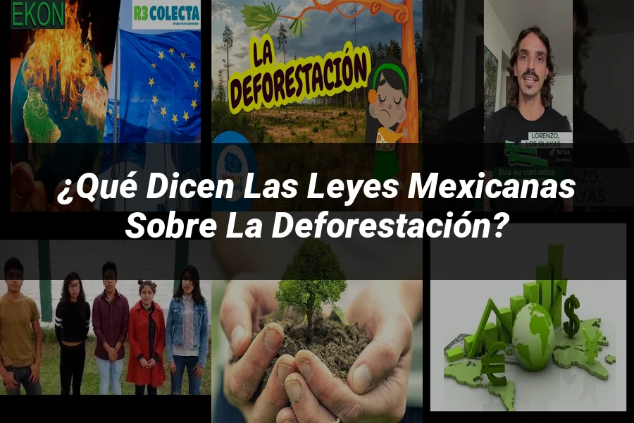 "¿Qué Dicen las Leyes Mexicanas sobre la Deforestación?"
