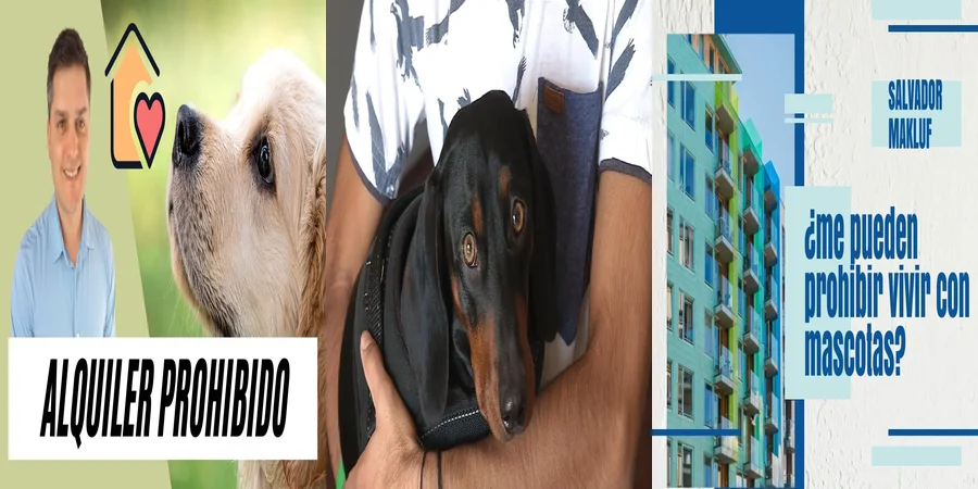"¿Qué Dicen las Nuevas Normativas sobre Mascotas en Edificios en México?"