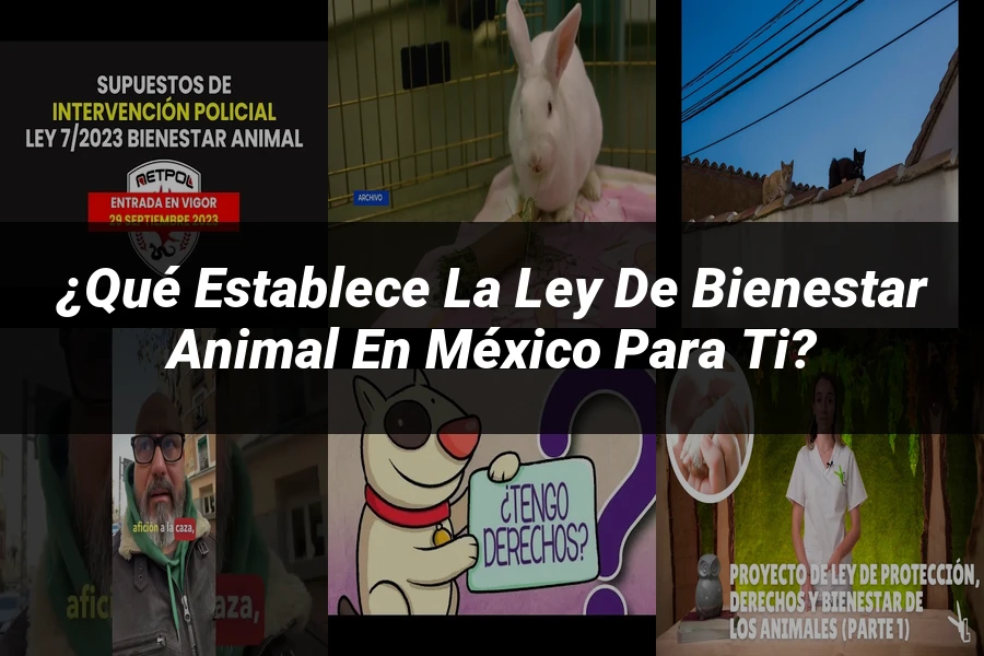 "¿Qué Establece la Ley de Bienestar Animal en México para Ti?"