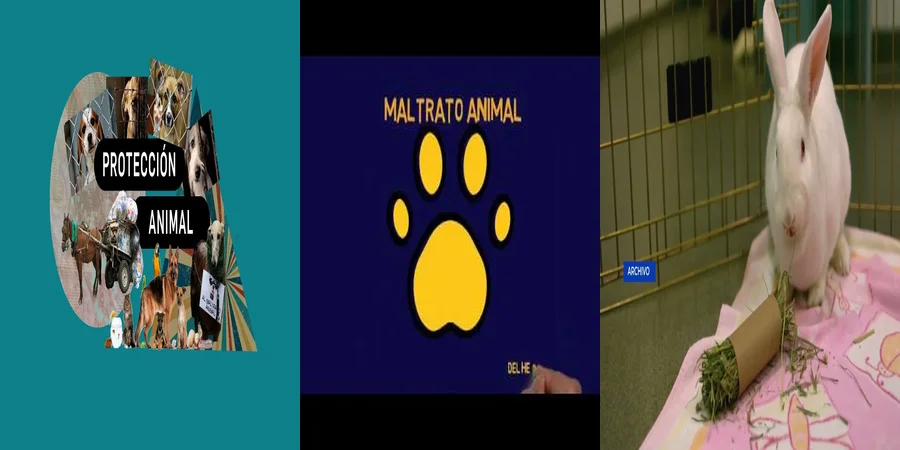 "¿Qué Establece la Ley de Protección Animal en México?"