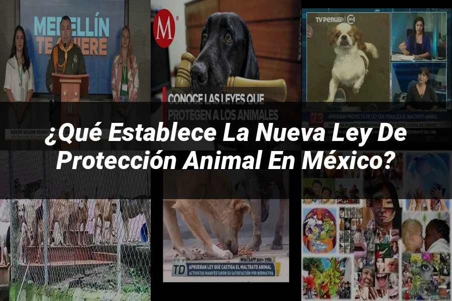 "¿Qué Establece la Nueva Ley de Protección Animal en México?"