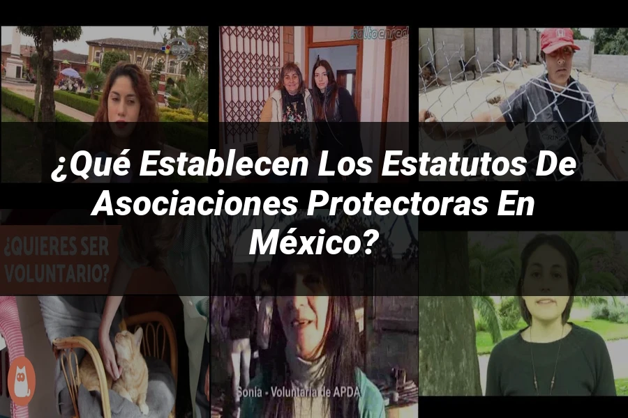 "¿Qué Establecen los Estatutos de Asociaciones Protectoras en México?"