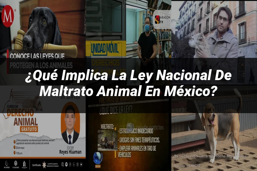 "¿Qué Implica la Ley Nacional de Maltrato Animal en México?"