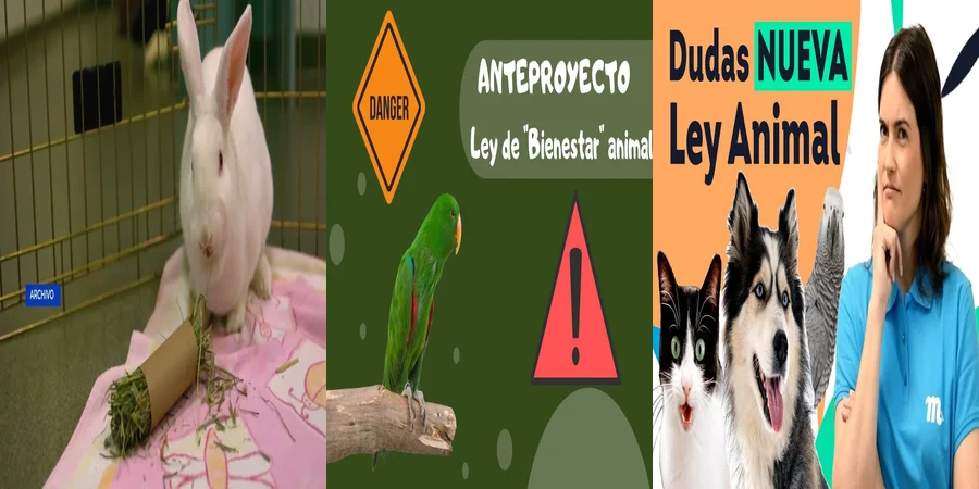 "¿Qué Implica la Ley de Bienestar Animal 2022 en México para Ti?"