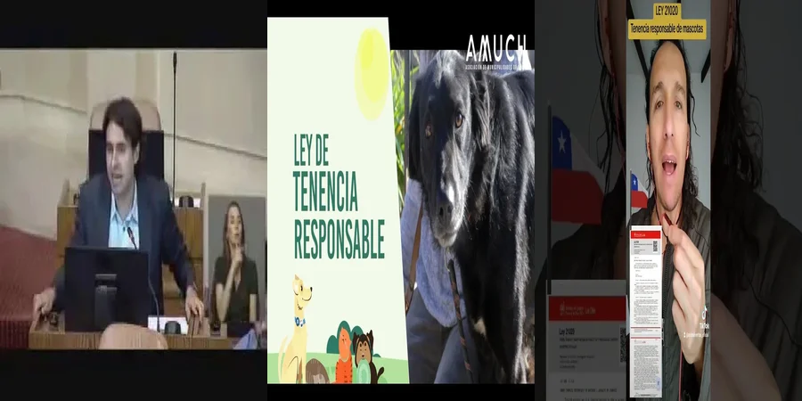 "¿Qué Implica la Ley de Tenencia Responsable de Mascotas en México?"
