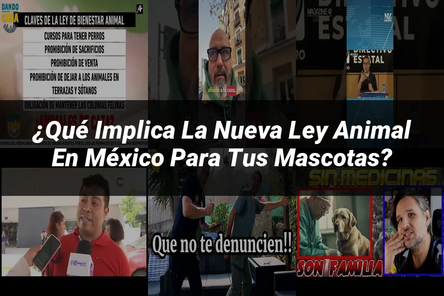 "¿Qué Implica la Nueva Ley Animal en México para tus Mascotas?"