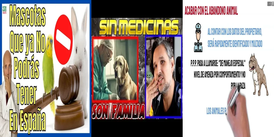 "¿Qué Implica la Nueva Ley de Animales de Compañía en México?"