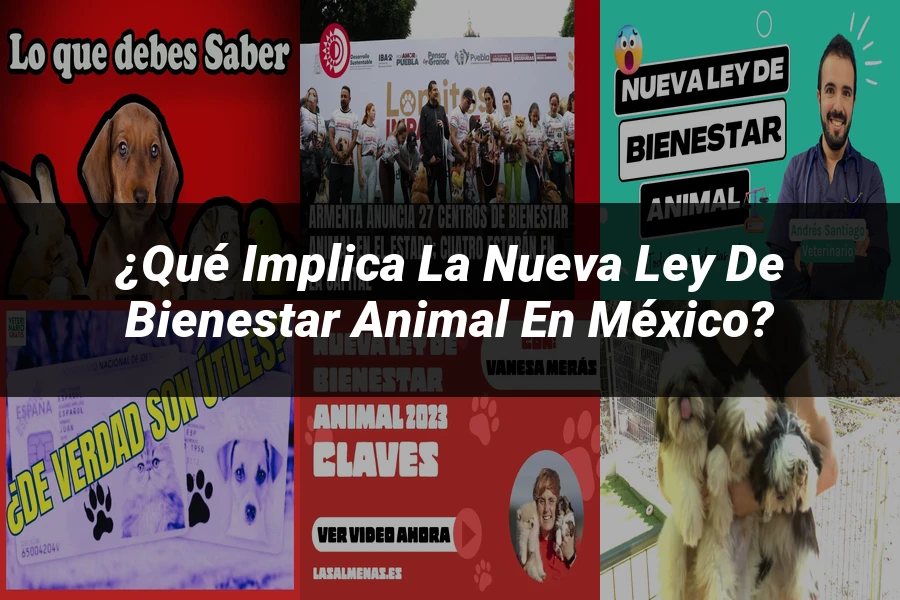"¿Qué Implica la Nueva Ley de Bienestar Animal en México?"