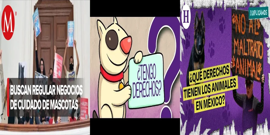 "¿Qué Implica la Nueva Ley de Derechos Animales en México?"