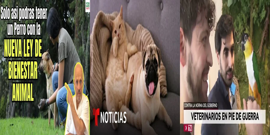 "¿Qué Implica la Nueva Ley de Mascotas en México para tus Derechos?"
