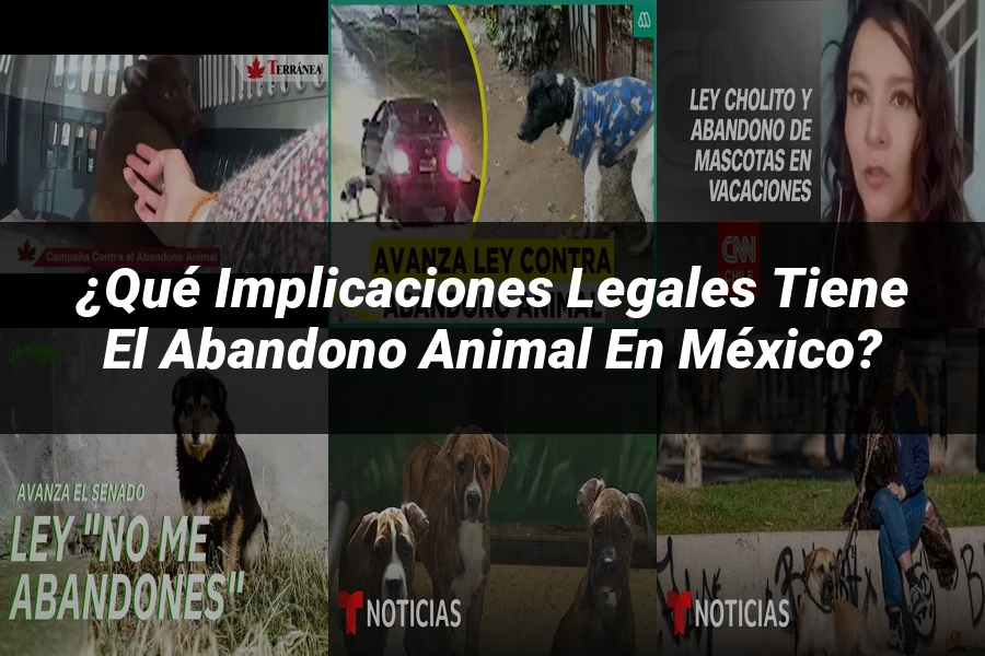 "¿Qué Implicaciones Legales Tiene el Abandono Animal en México?"