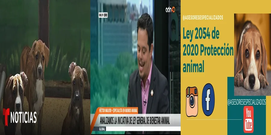 "¿Qué Implicaciones Legales Tiene el Abandono Animal en México?"