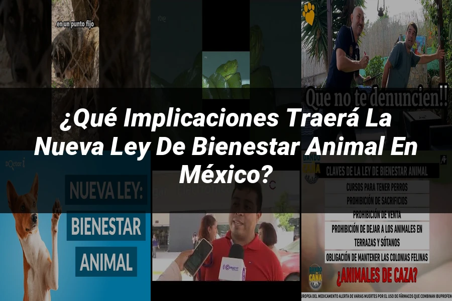 "¿Qué Implicaciones Traerá la Nueva Ley de Bienestar Animal en México?"