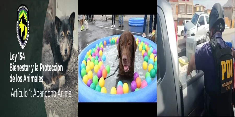 "¿Qué Propuestas Legales Existen en México contra el Abandono Animal?"