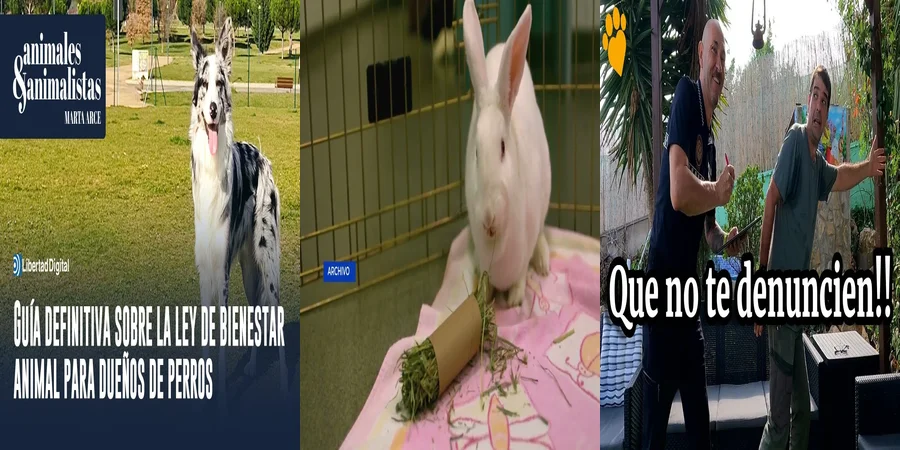 "¿Qué Protección Ofrece la Ley de Bienestar Animal en México?"