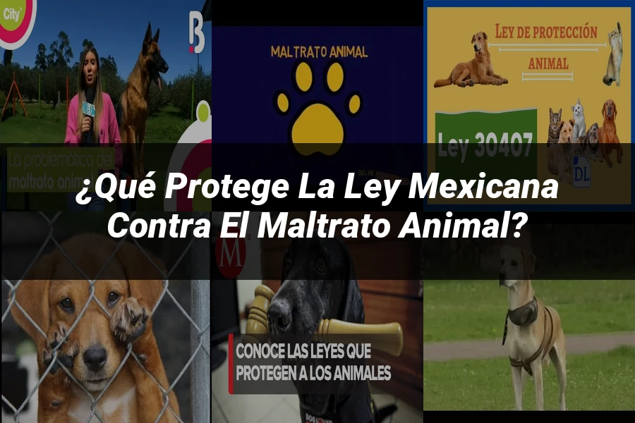 "¿Qué Protege la Ley Mexicana Contra el Maltrato Animal?"