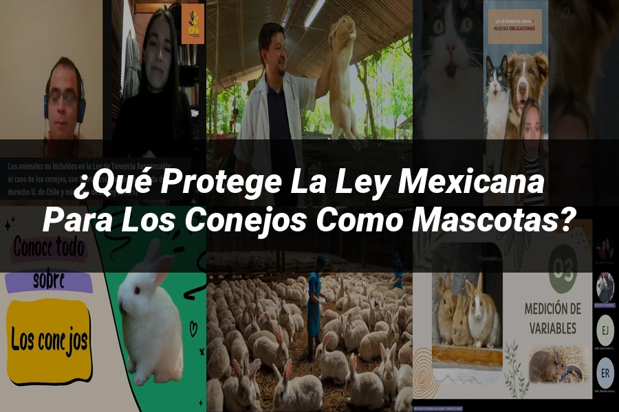 "¿Qué Protege la Ley Mexicana para los Conejos como Mascotas?"
