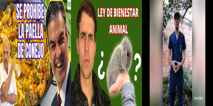 "¿Qué Protege la Ley Mexicana para los Conejos como Mascotas?"