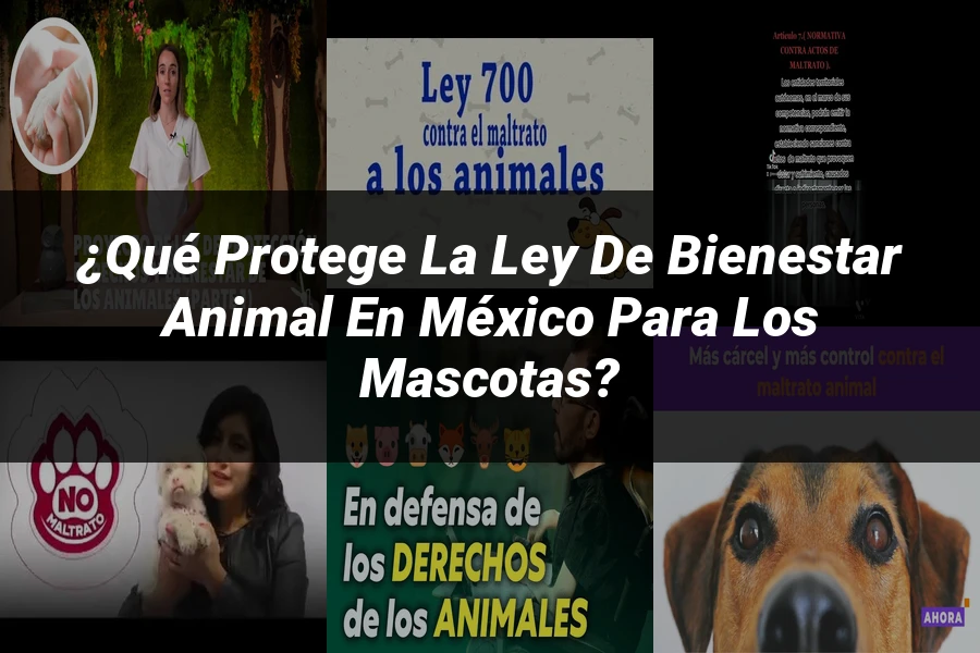 "¿Qué Protege la Ley de Bienestar Animal en México para los Mascotas?"