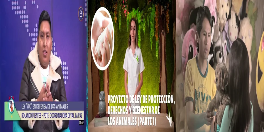 "¿Qué Protege la Ley de Bienestar Animal en México para los Mascotas?"