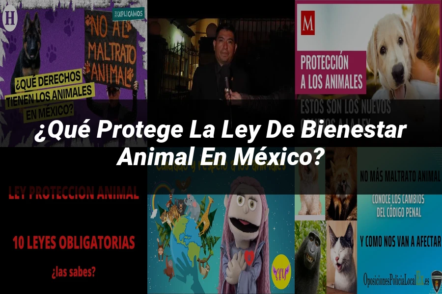 "¿Qué Protege la Ley de Bienestar Animal en México?"
