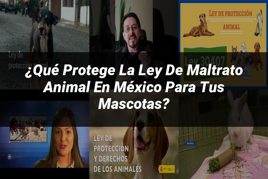 "¿Qué Protege la Ley de Maltrato Animal en México para tus Mascotas?"