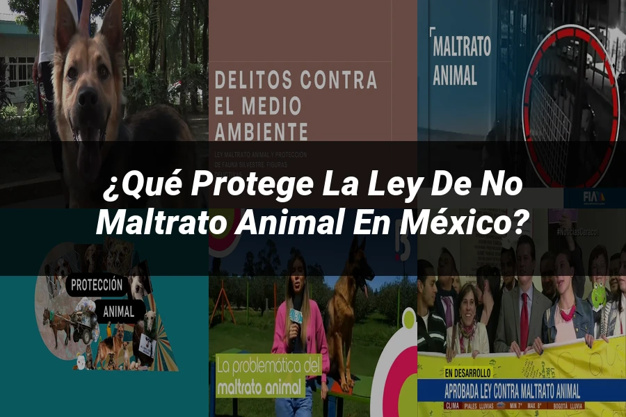 "¿Qué Protege la Ley de No Maltrato Animal en México?"