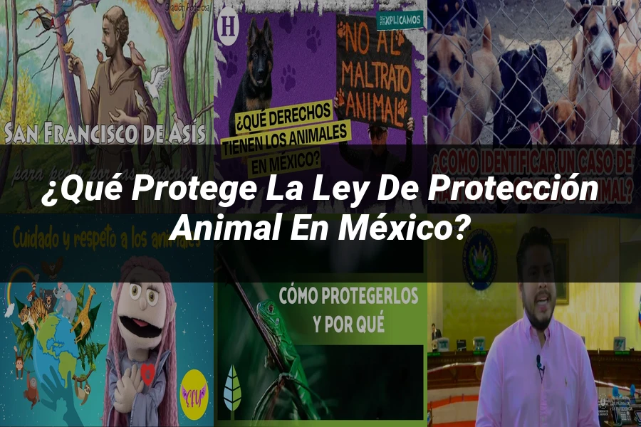 "¿Qué Protege la Ley de Protección Animal en México?"